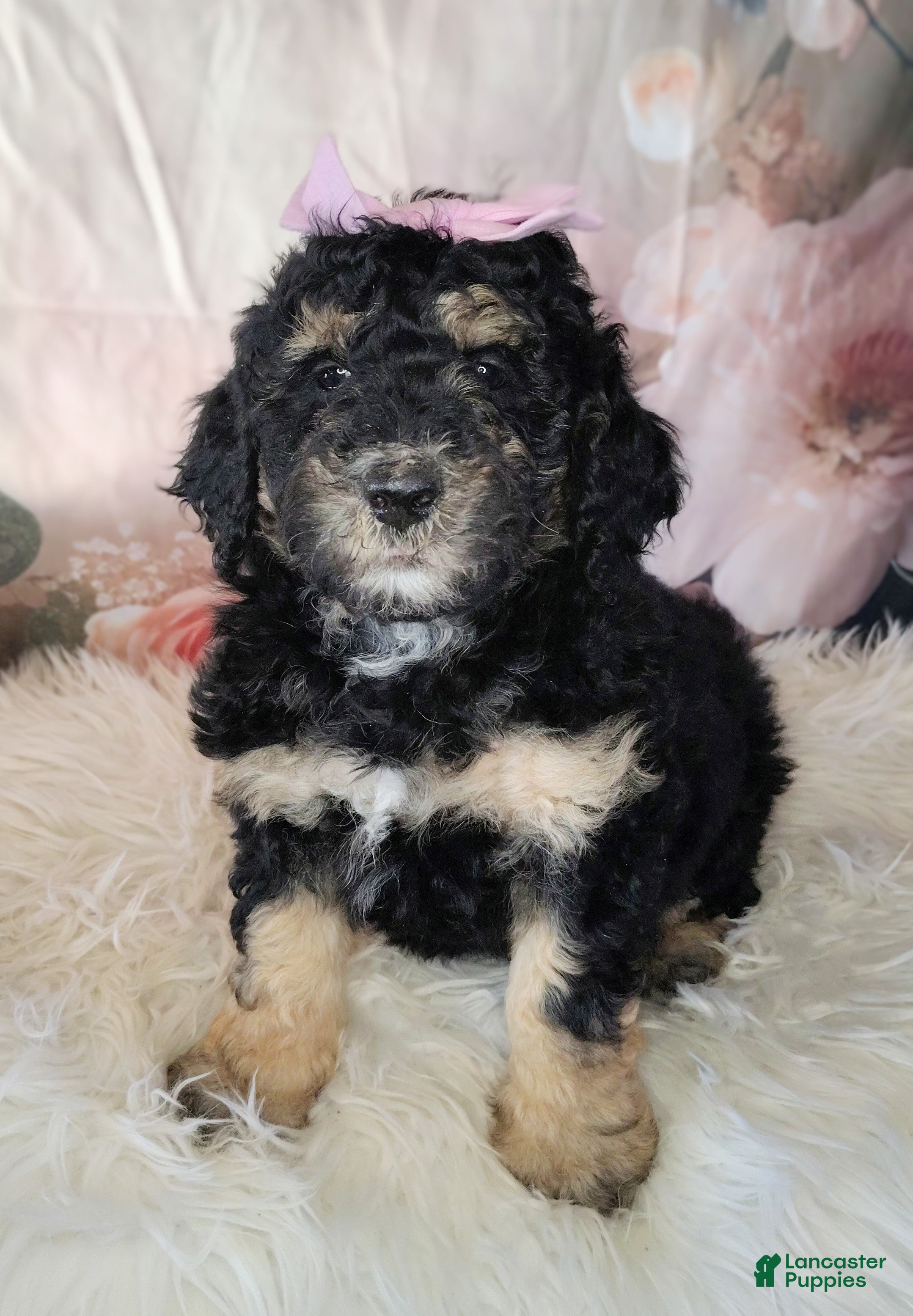 Saint Berdoodles dogs Lobelia F1b Mini Saint Berdoodle - Ad 2