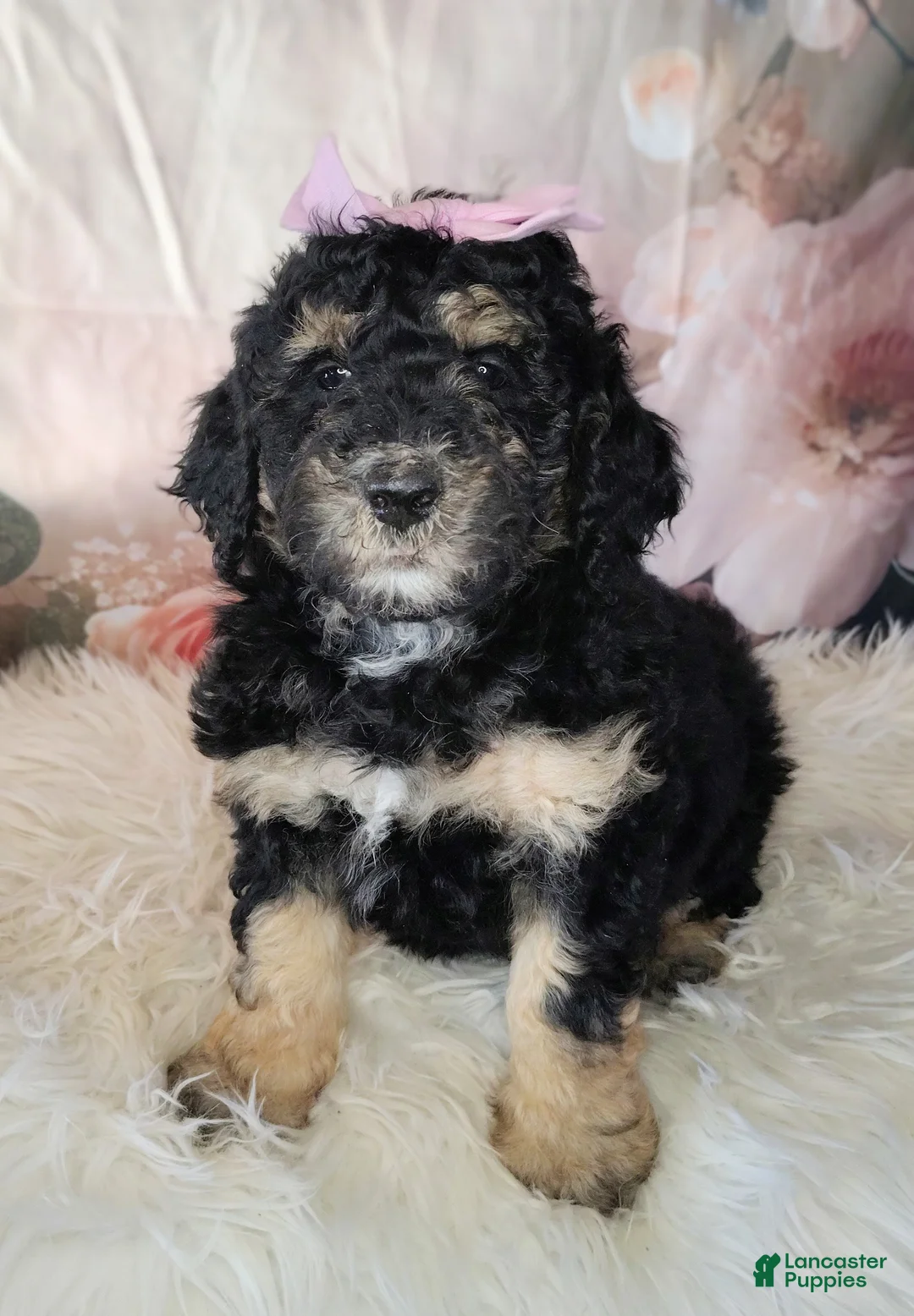 Saint Berdoodles dogs for sale: Lobelia F1b Mini Saint Berdoodle - Ad 2