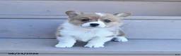 Welsh Corgi Pembroke dogs for sale: Pretzel - Ad 4
