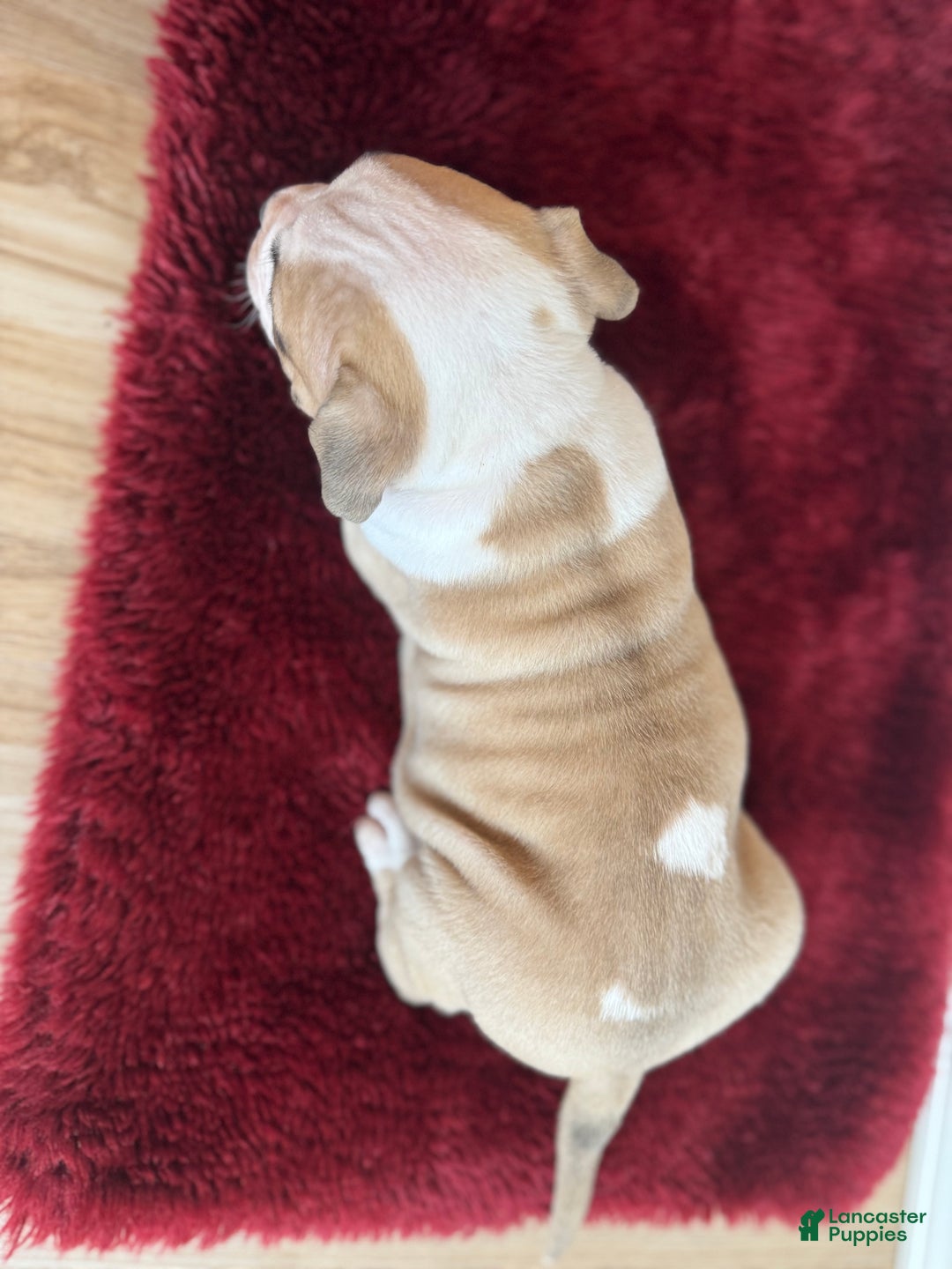 American Bully dogs for sale: Posie - Ad 4