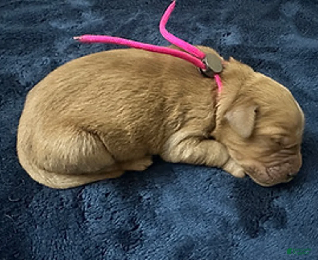 Golden Retriever dogs for sale: Ms. Pink - Ad 1