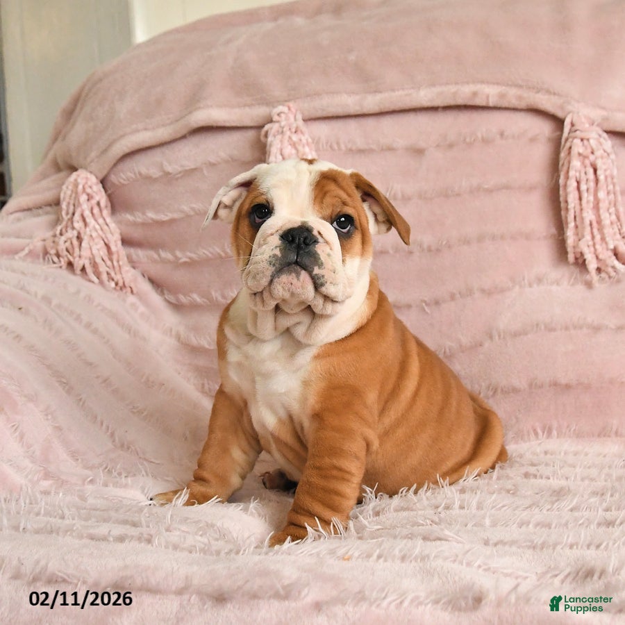 English Bulldog dogs Beatrice - Ad 20