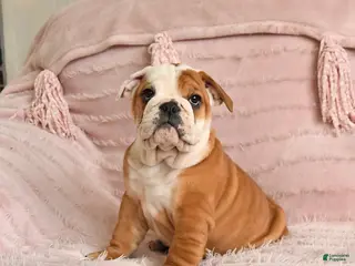 English Bulldog dogs Beatrice - Ad 20