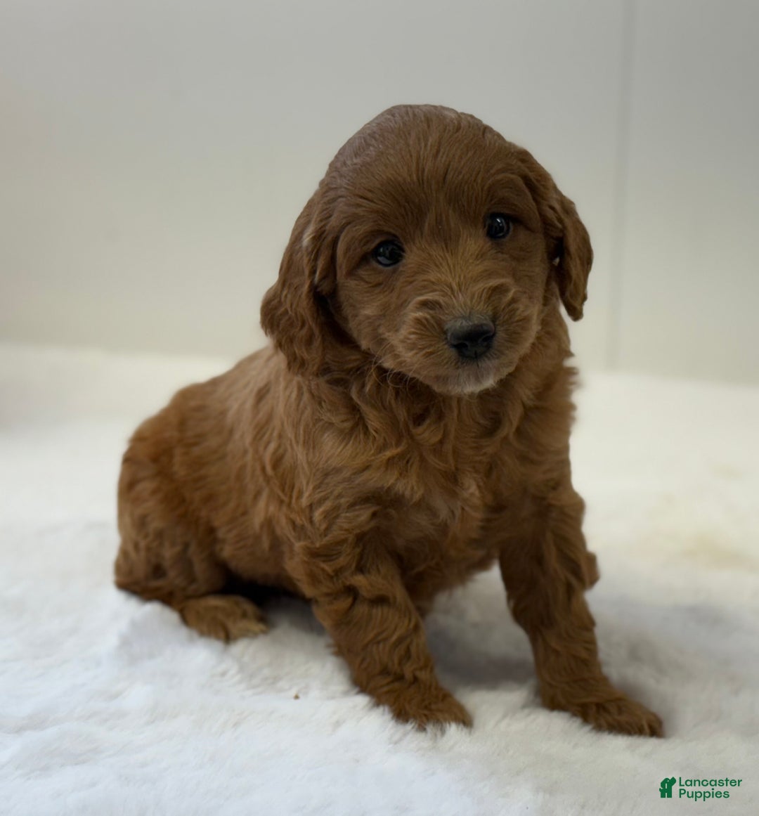 Mini Goldendoodle dogs for sale: Sage - Ad 3