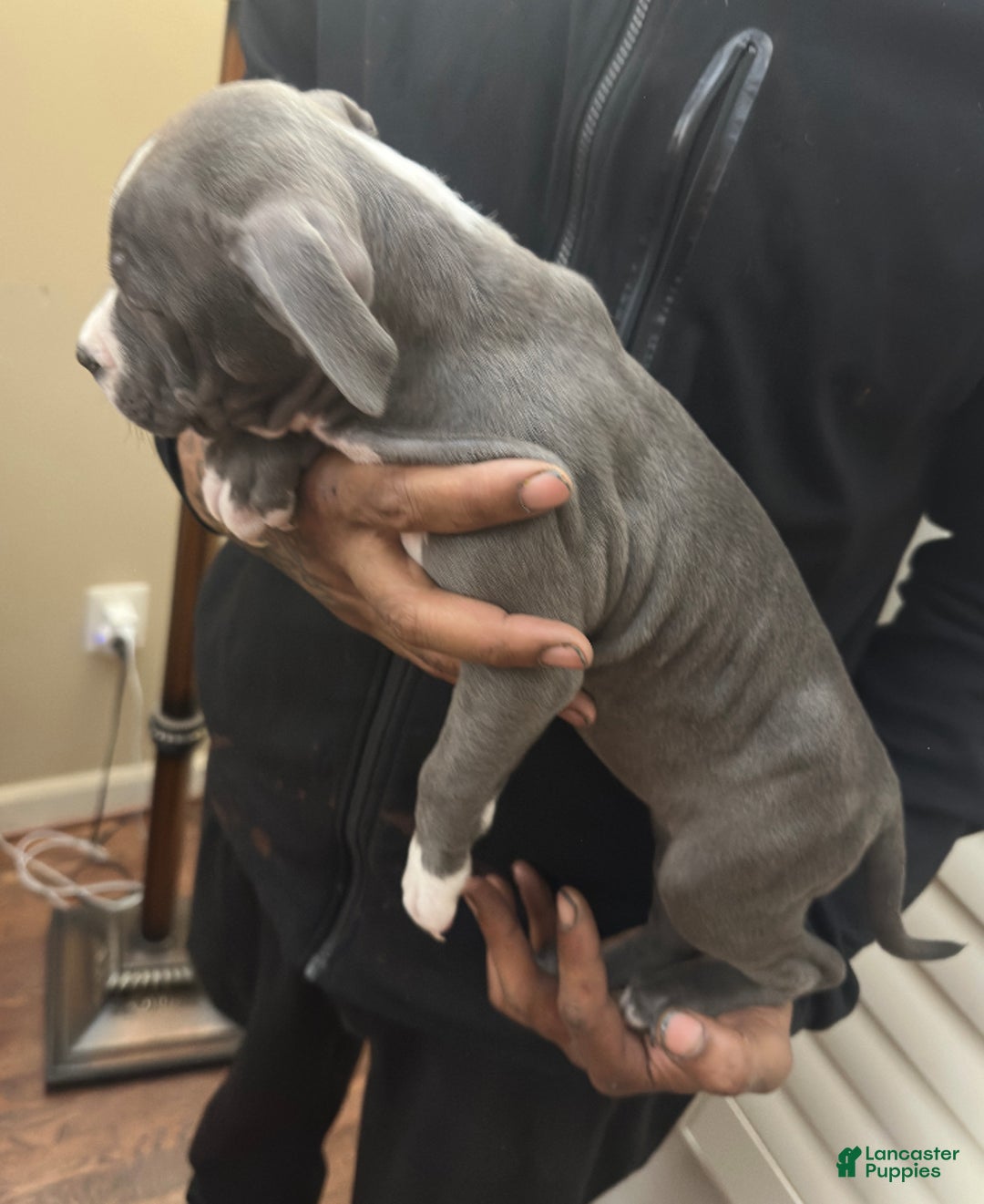American Bully dogs for sale: Bella (Yellow) ABKC Blue - Ad 8