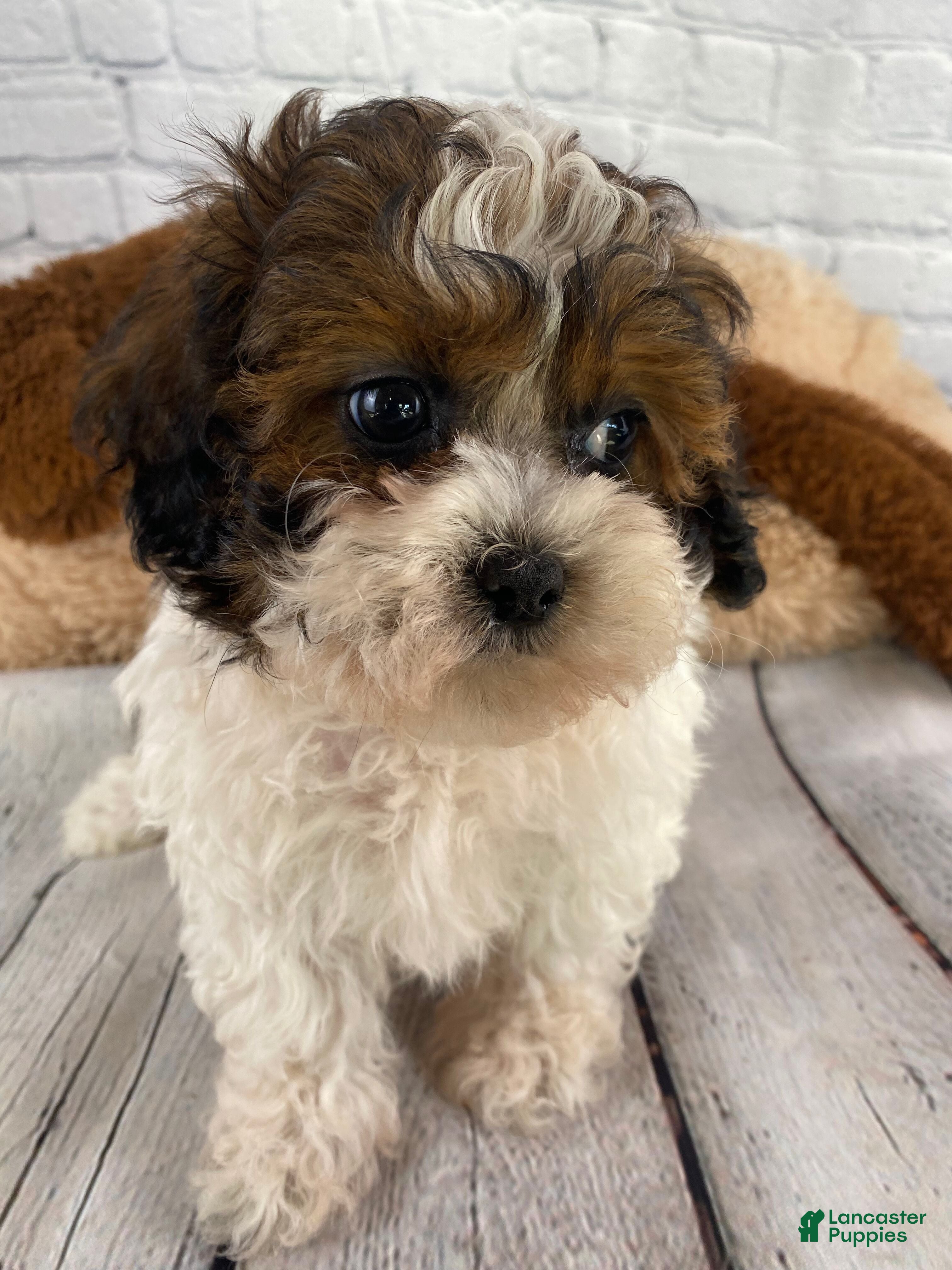Shihpoo dogs Rocky - Ad 1