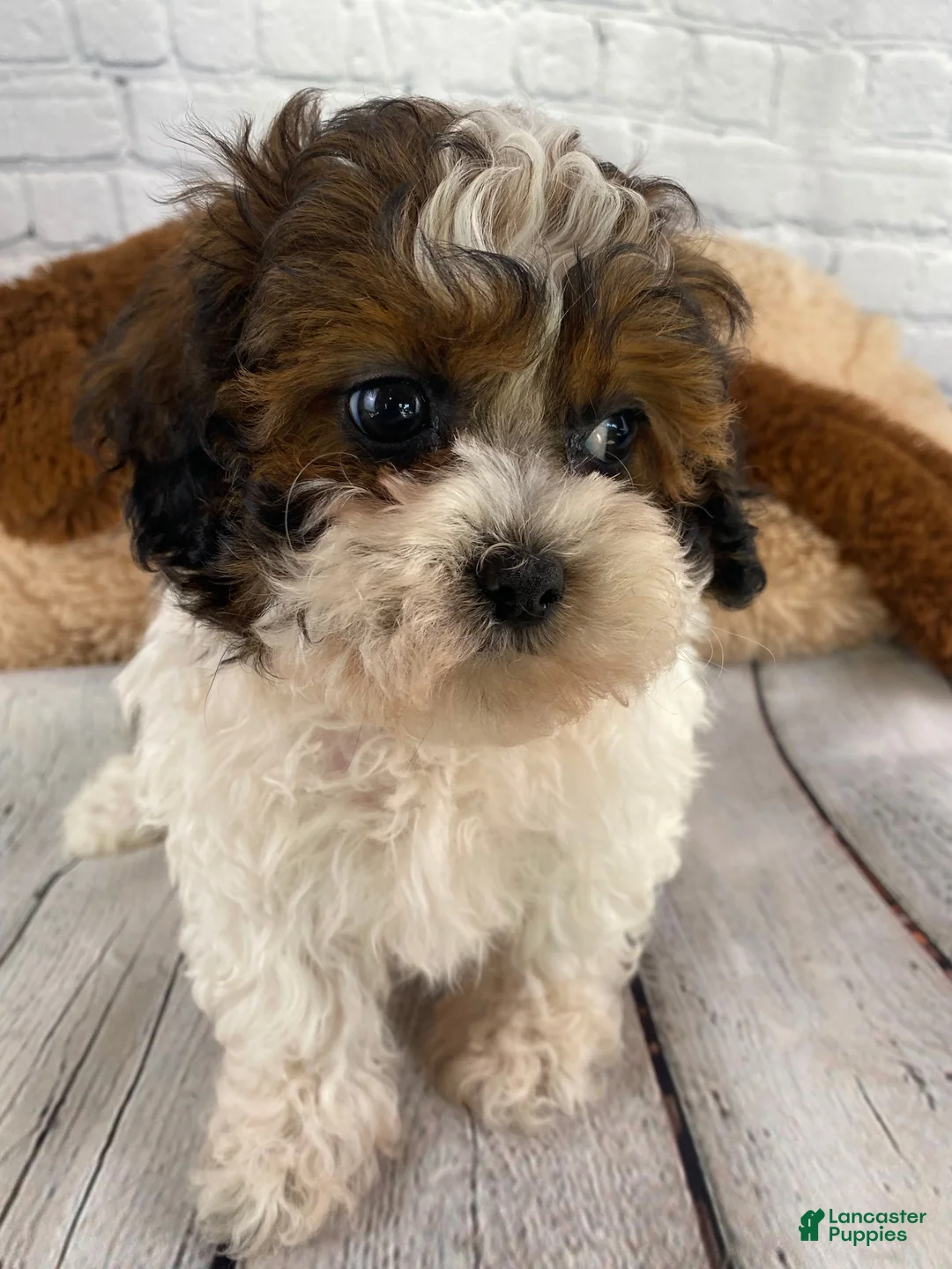 Shihpoo dogs for sale: Rocky - Ad 1