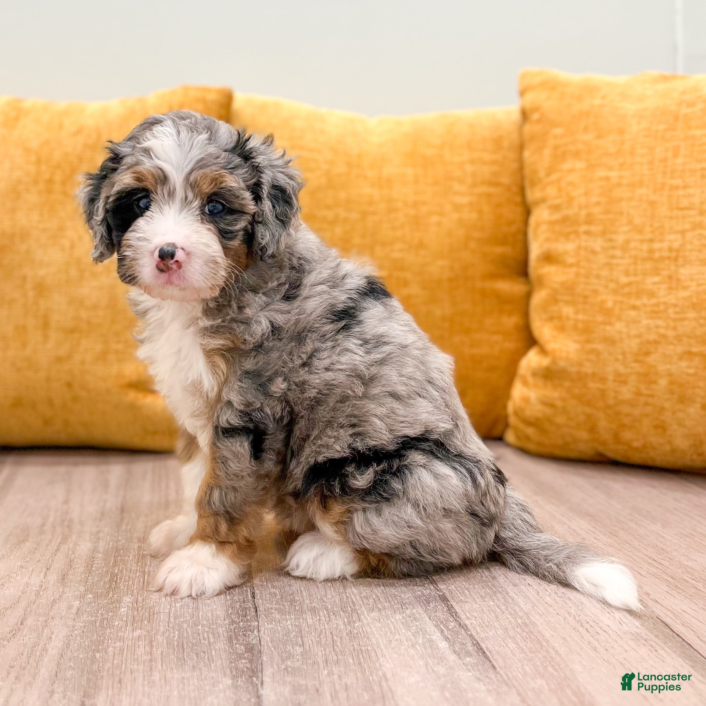 Mini Bernedoodle dogs Dixie - Ad 1