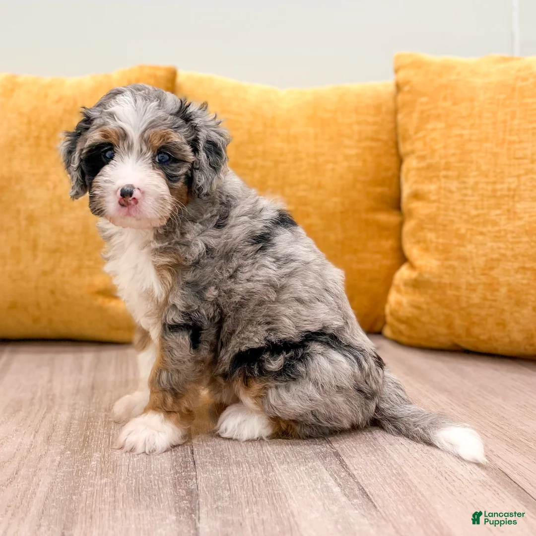 Mini Bernedoodle dogs for sale: Dixie - Ad 1