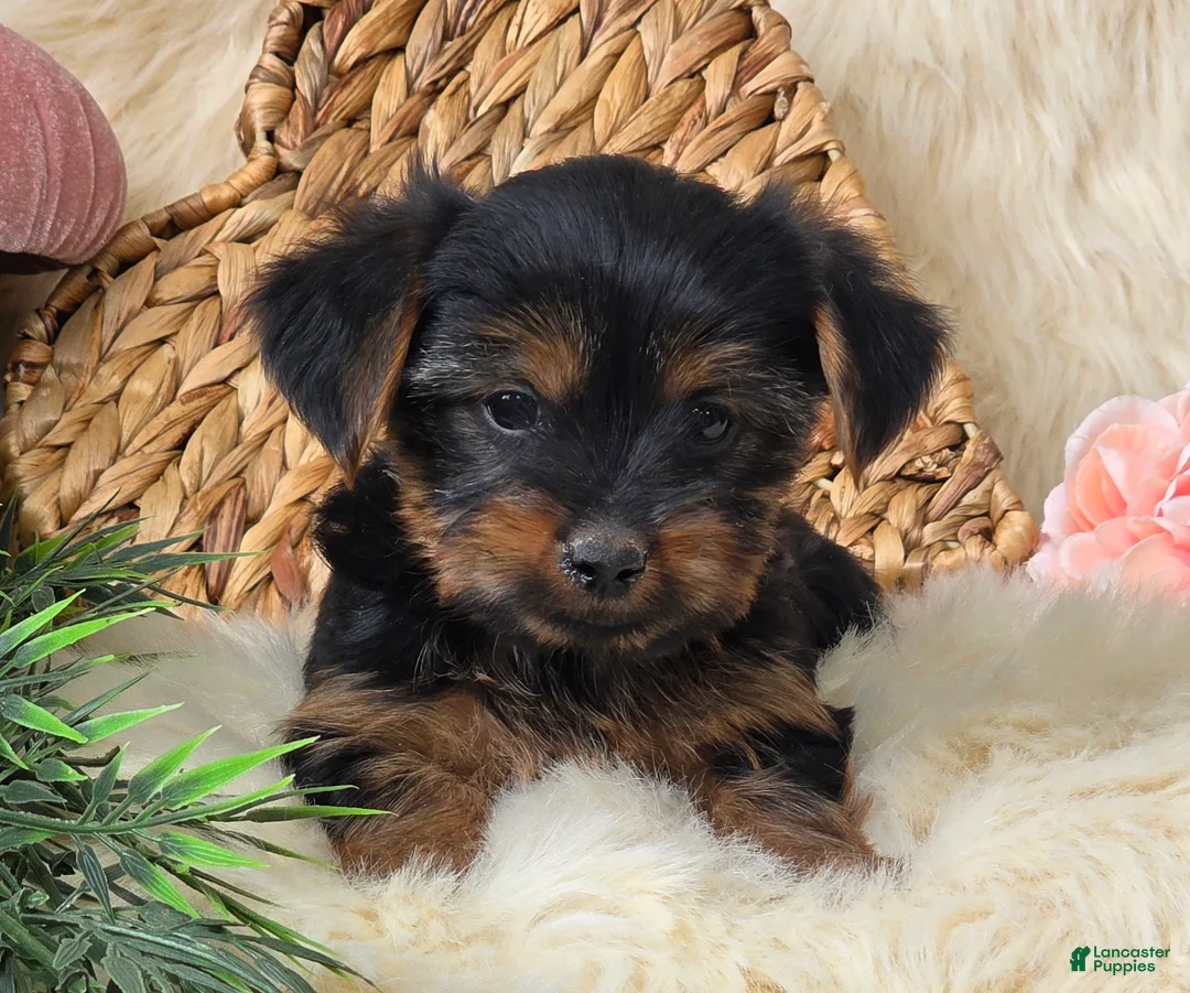 Yorkshire Terrier dogs for sale: Nutmeg  - Ad 7