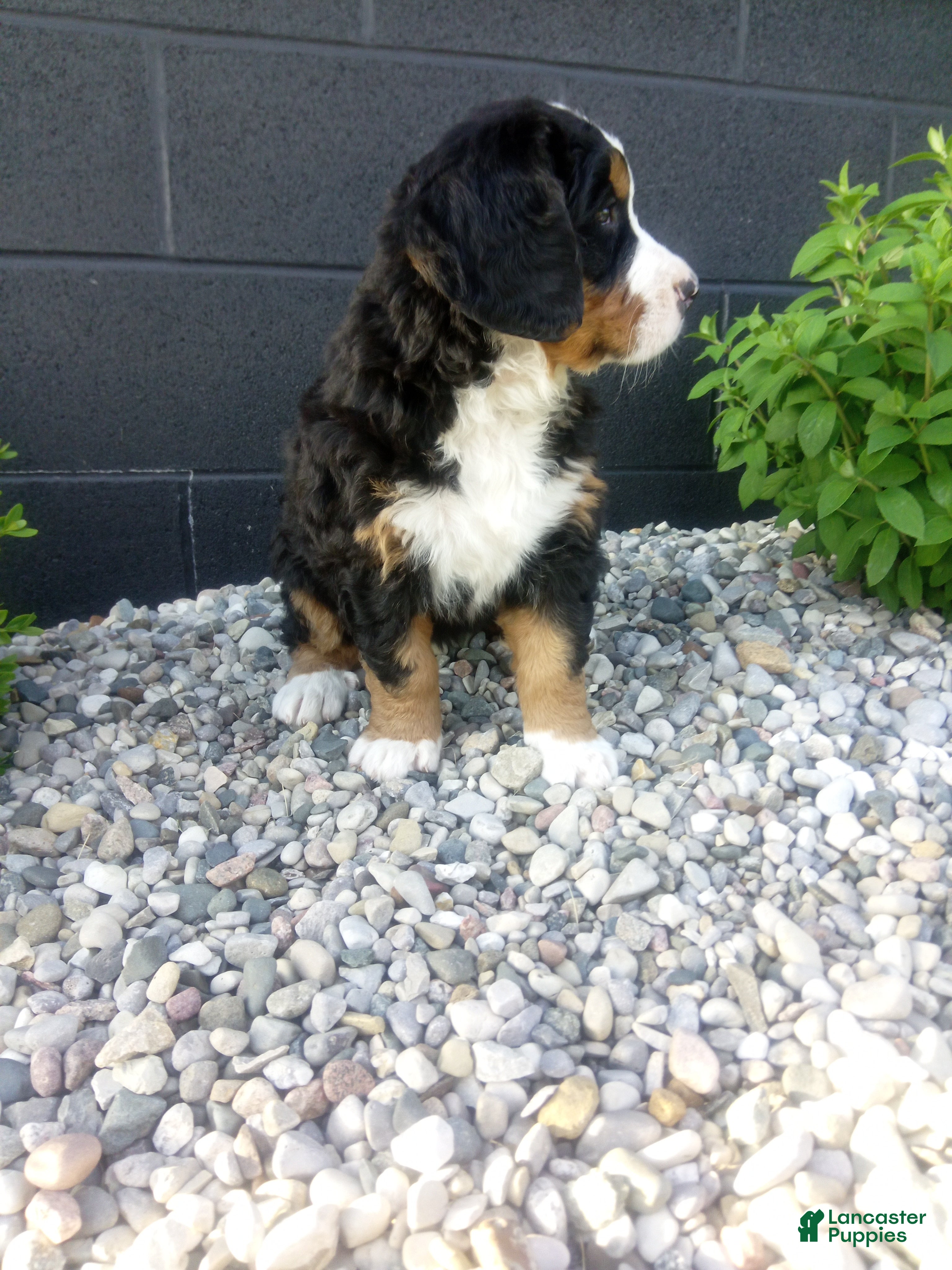 Bernese Mountain Dog dogs Megan  - Ad 2