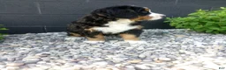 Bernese Mountain Dog dogs for sale: Megan  - Ad 2