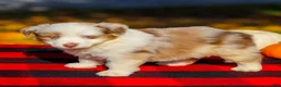 Miniature Australian Shepherd dogs for sale: Abby - Ad 3