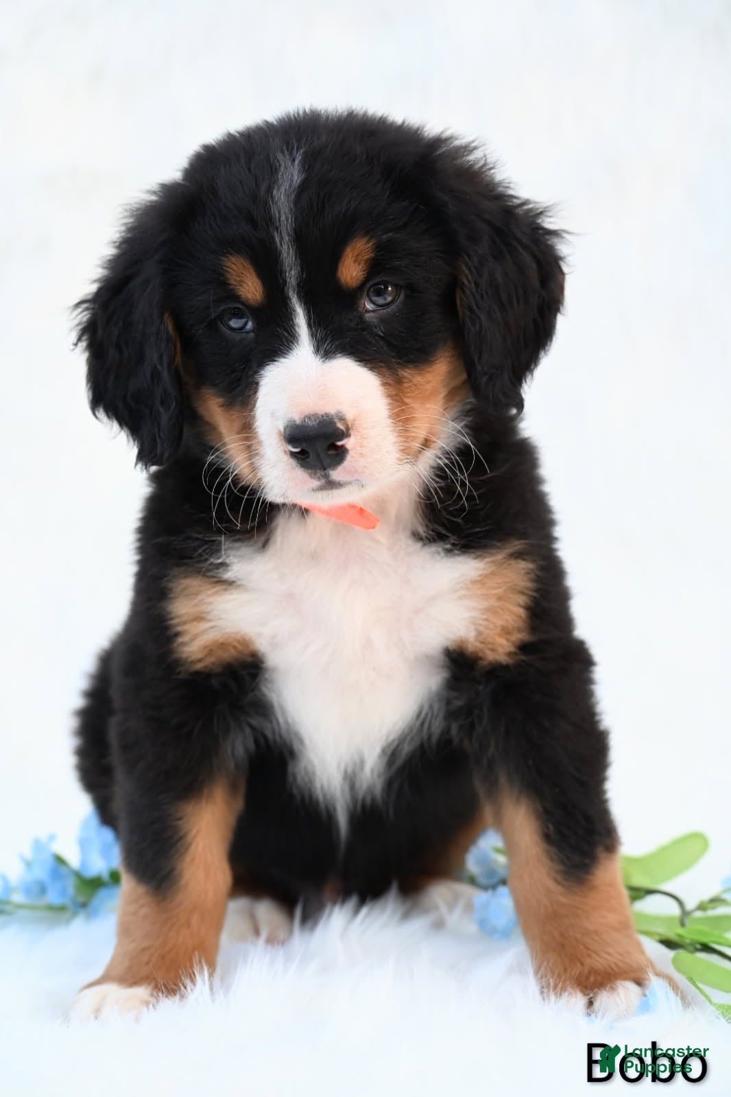 Bernese Mountain Dog dogs Bobo - Ad 1