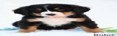 Bobo