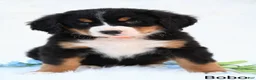 Bernese Mountain Dog dogs for sale: Bobo - Ad 1