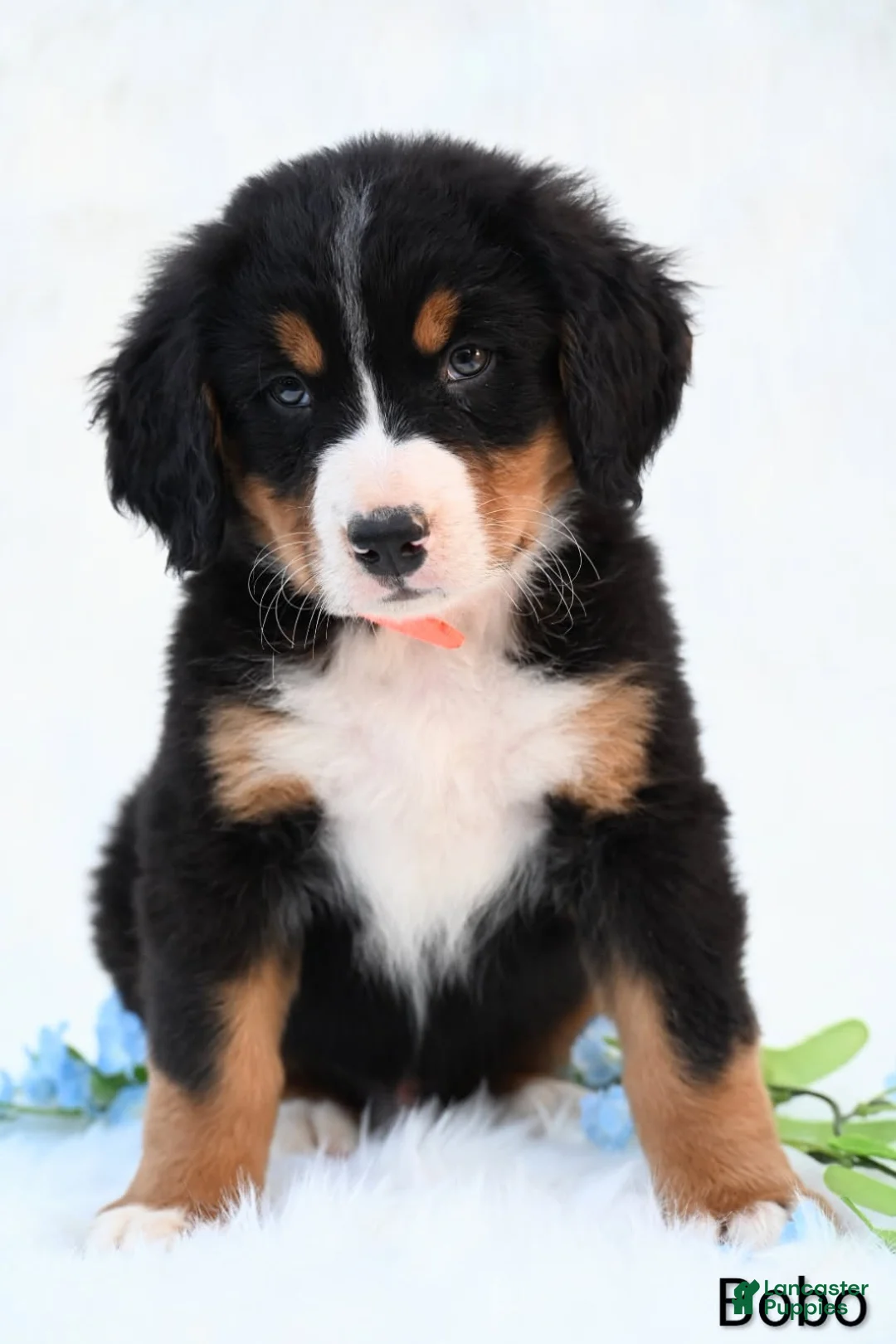 Bernese Mountain Dog dogs for sale: Bobo - Ad 1