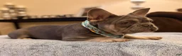 French Bulldog dogs for sale: Lilac & Tan Male - Ad 2