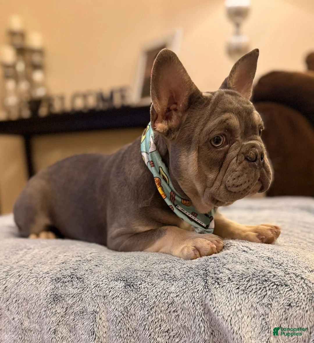 French Bulldog dogs for sale: Lilac & Tan Male - Ad 2