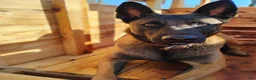 Belgian Malinois dogs for sale: Pink Collar - Ad 3