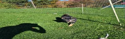 Shiba Inu dogs for sale: Boots - Ad 11