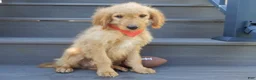 Mini Goldendoodle dogs for sale: Rover (medium) - Ad 4