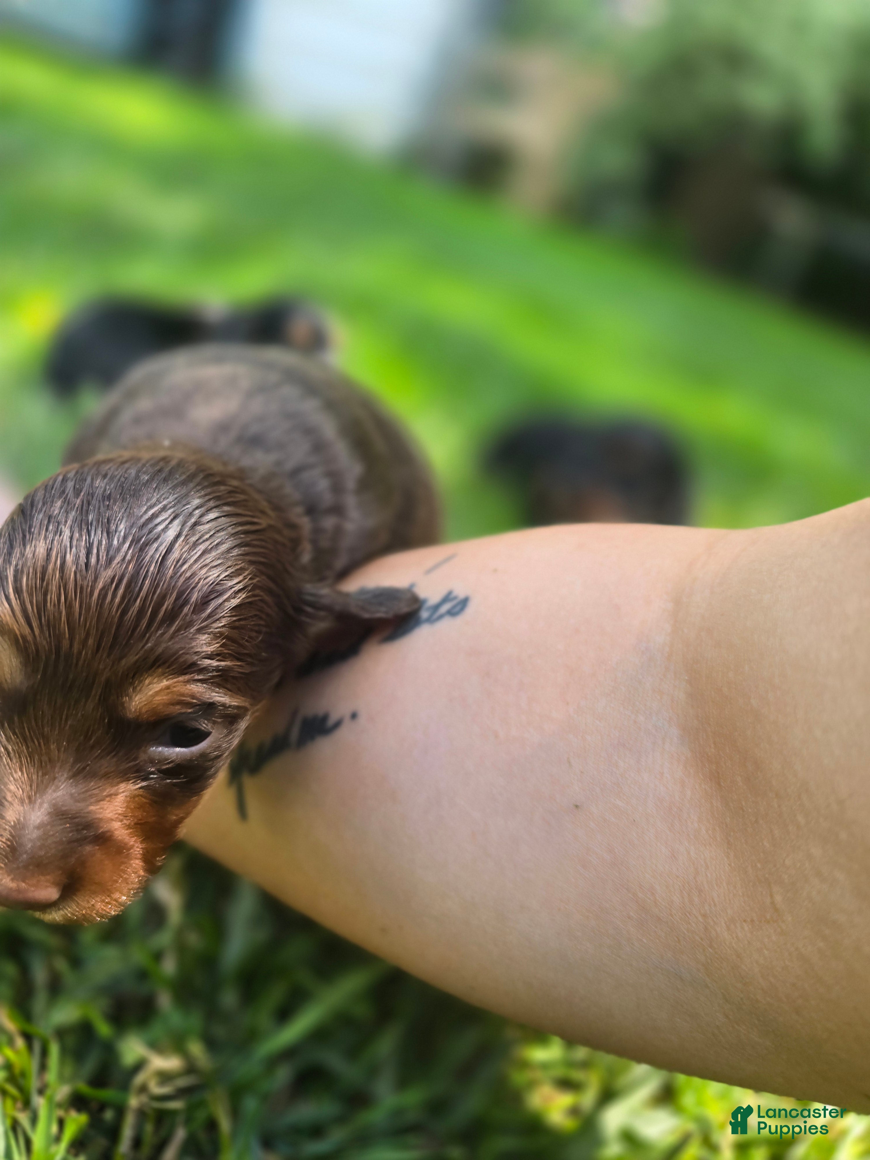 Mixed Breed dogs for sale: Maple - Ad 7