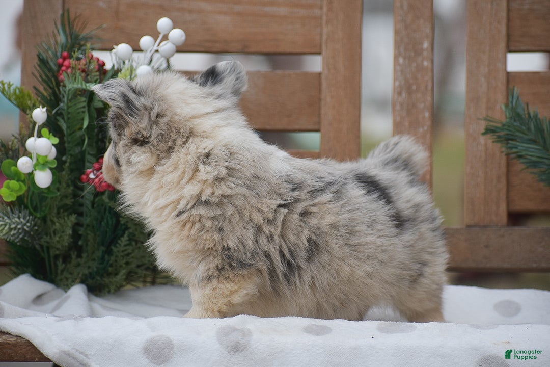 Welsh Corgi Pembroke dogs for sale: Major - Ad 5