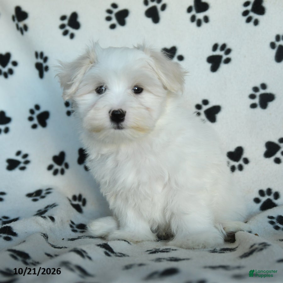 Maltese dogs Percy - Ad 1