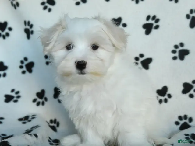Maltese dogs Percy - Ad 1