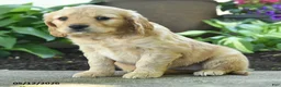 Miniature Golden Retriever dogs for sale: Fern - Ad 2