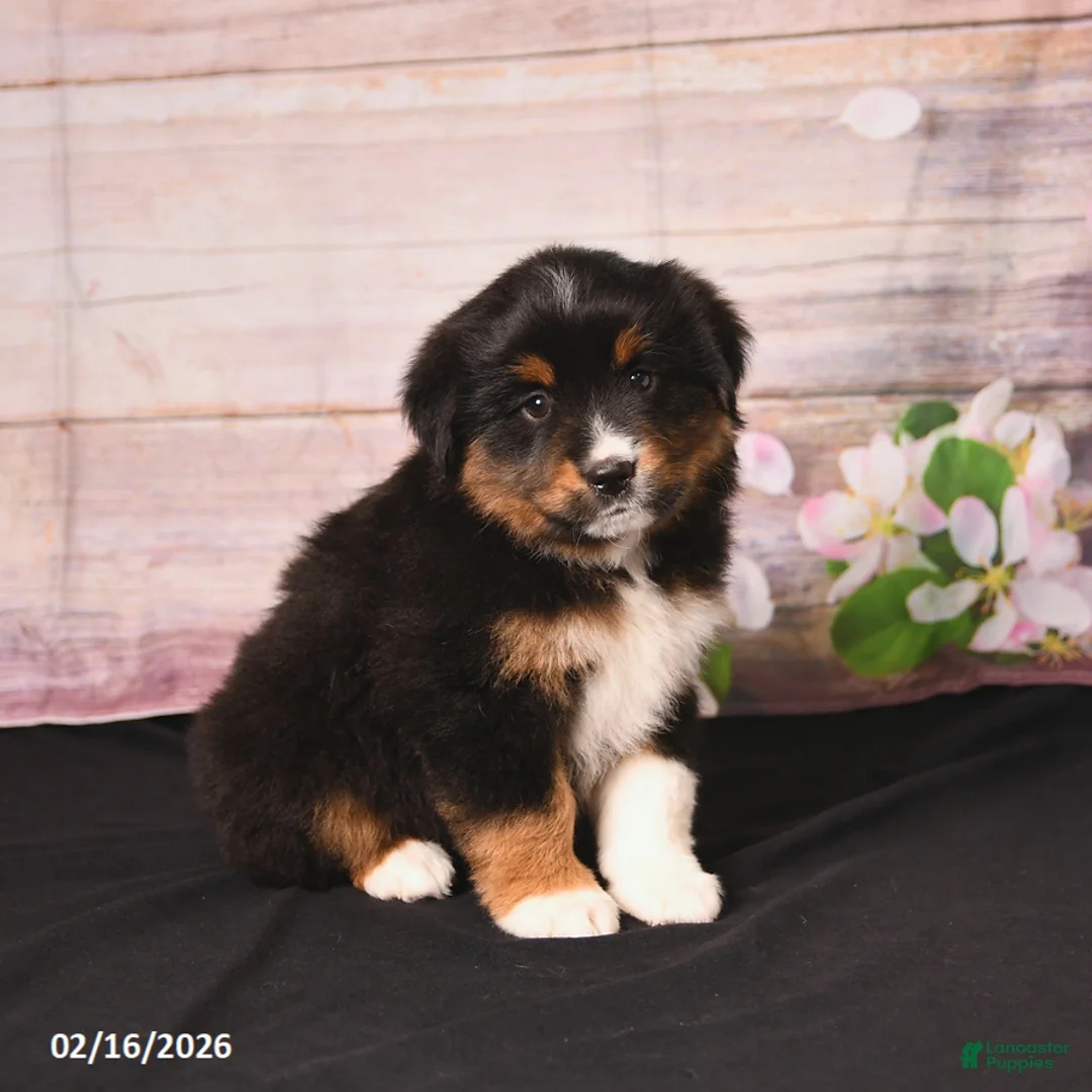 Miniature Australian Shepherd dogs for sale: Tango - Ad 3