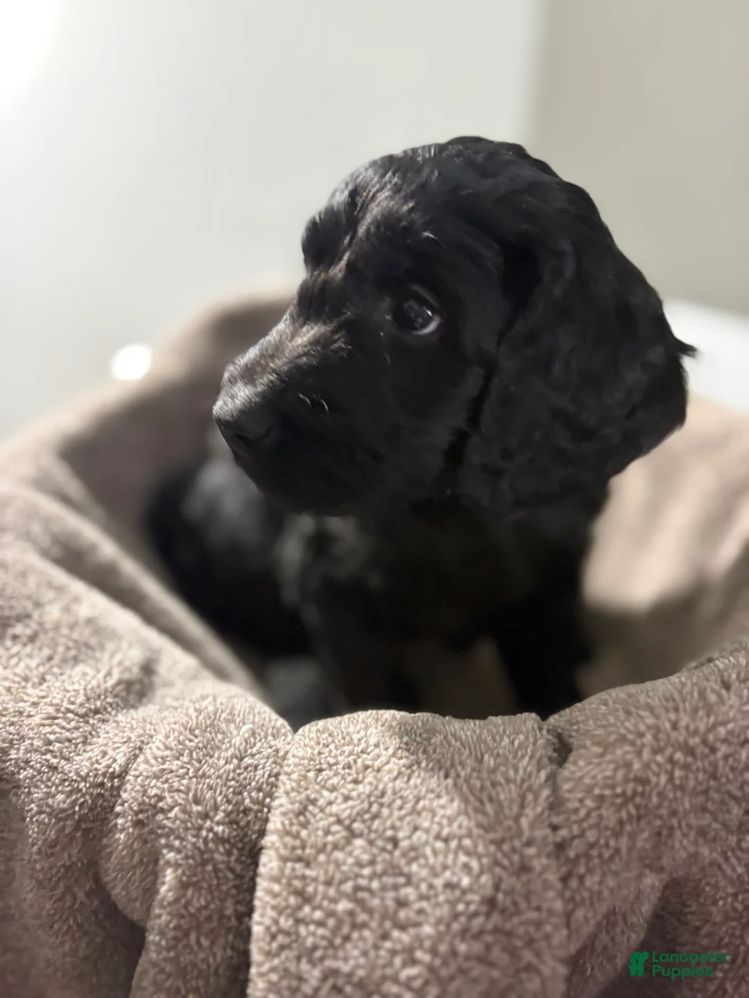 Goldendoodle dogs for sale: Goldendoodle Puppy 8 - Ad 2