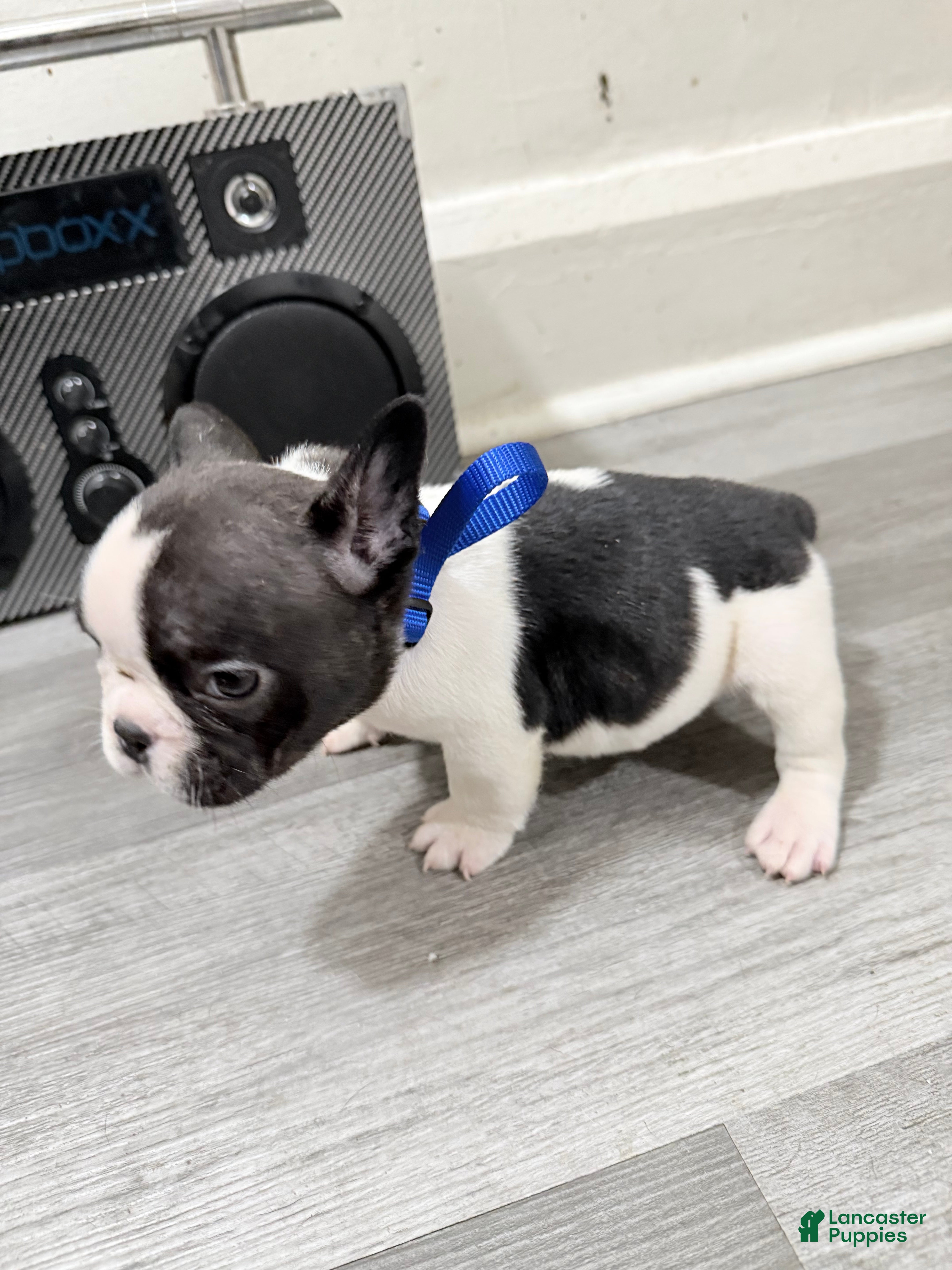 French Bulldog dogs French Bulldog 3 - Ad 2