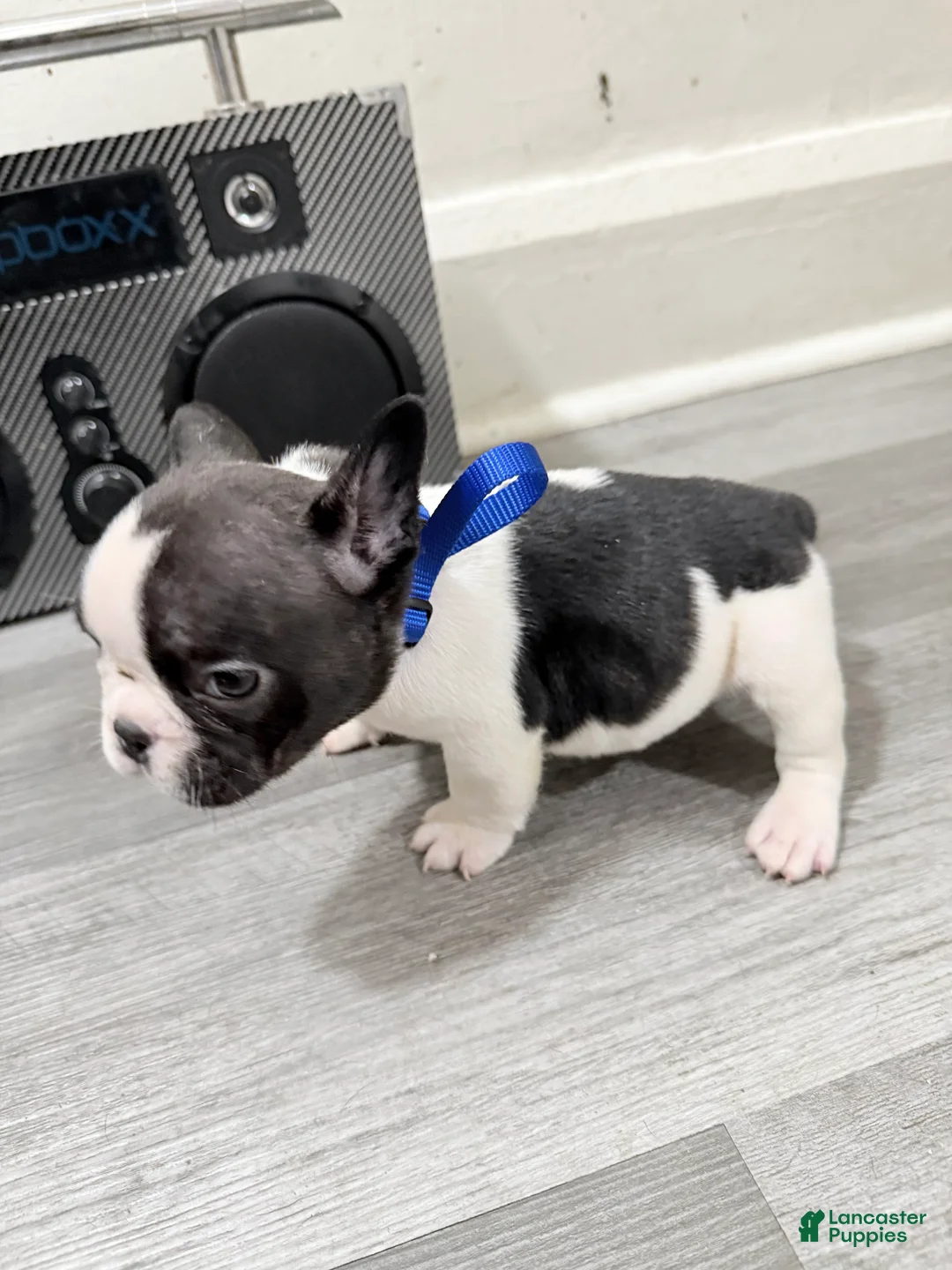 French Bulldog dogs for sale: French Bulldog 3 - Ad 2