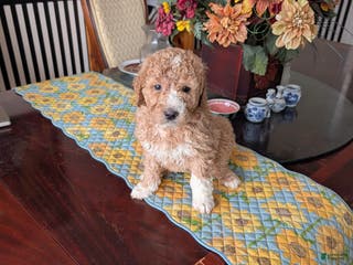Goldendoodle dogs Bob - Ad 7