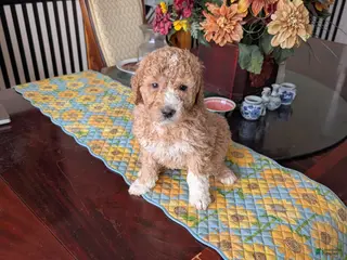 Goldendoodle dogs Bob - Ad 10