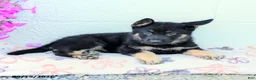 German Shepherd dogs for sale: Atlas - Ad 3