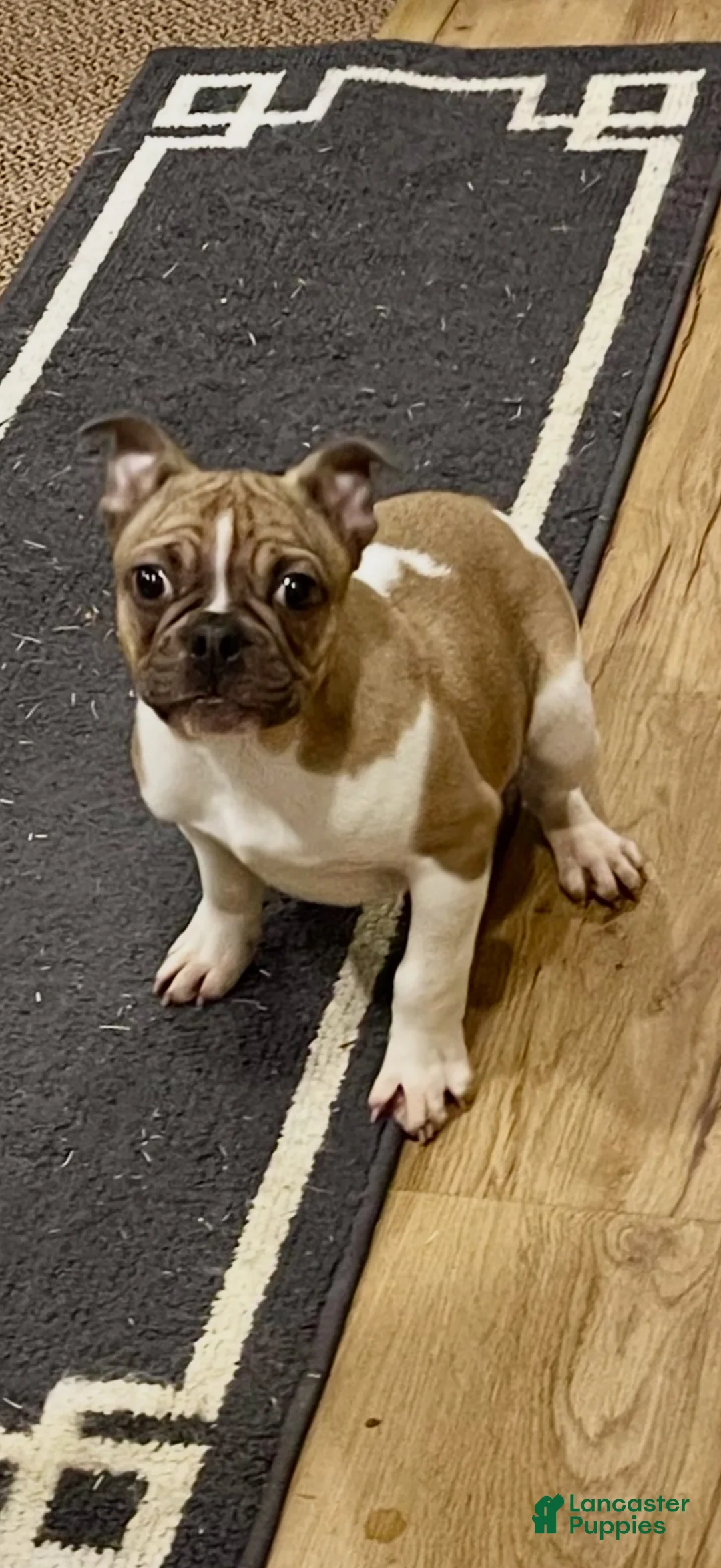 French Bulldog dogs for sale: French Bulldog 1 - Ad 1