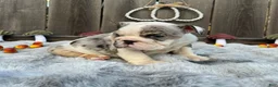 English Bulldog dogs for sale: Goretti - Ad 6