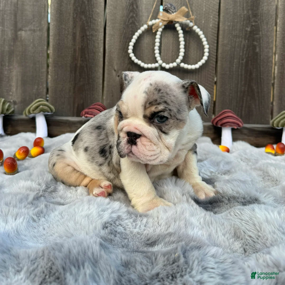 English Bulldog dogs for sale: Goretti - Ad 6