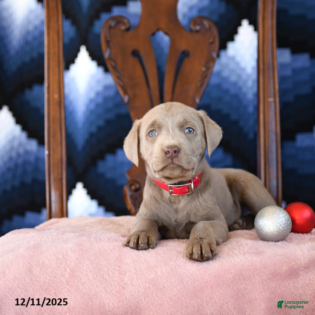 Labrador Retriever dogs for sale: Alice - Ad 3