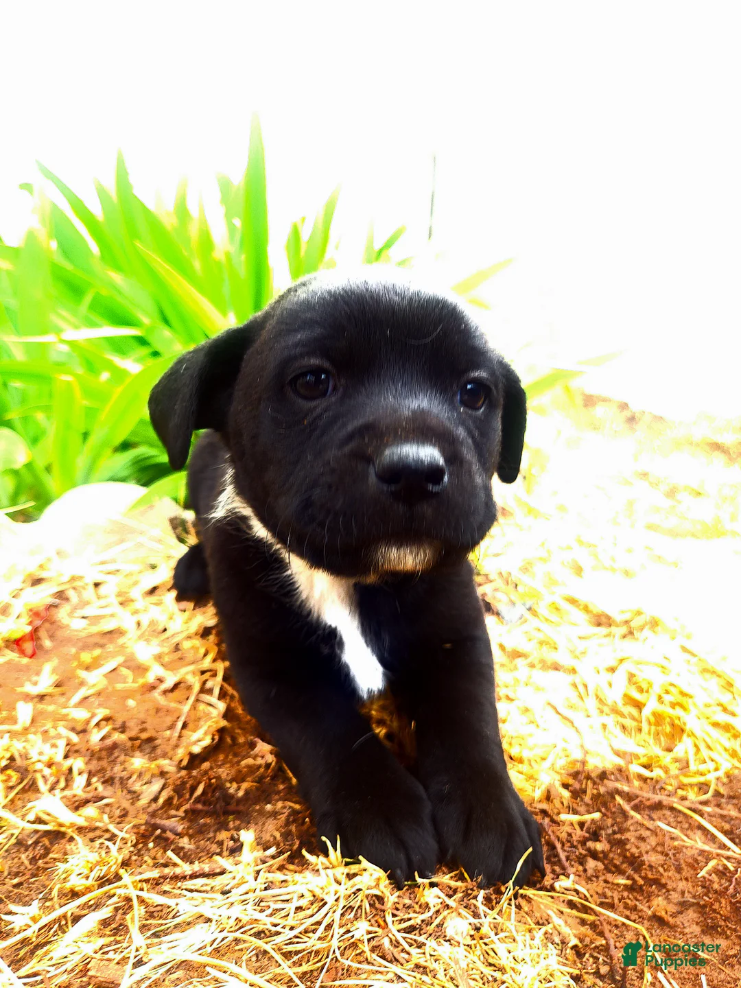 Mixed Breed dogs for sale: Mixed Breed Puppy 4 - Ad 1