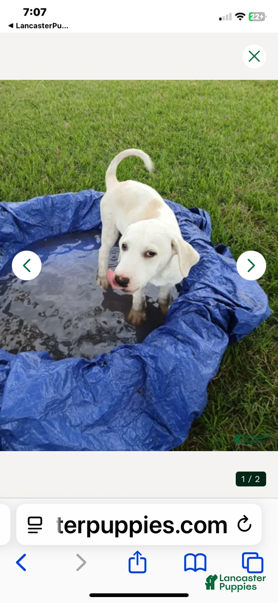 Mixed Breed dogs for sale: Angel - Ad 2