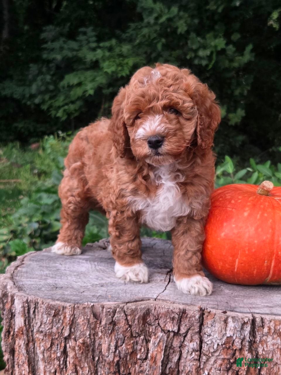 Mini Goldendoodle dogs Teddy - Ad 1