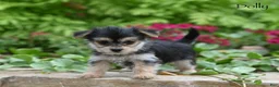 Morkie dogs for sale: Dolly - Ad 2