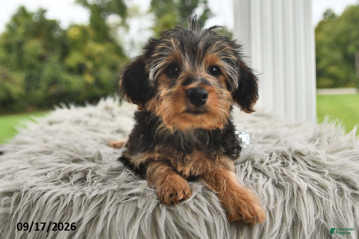 Morkie dogs Peace  - Ad 2