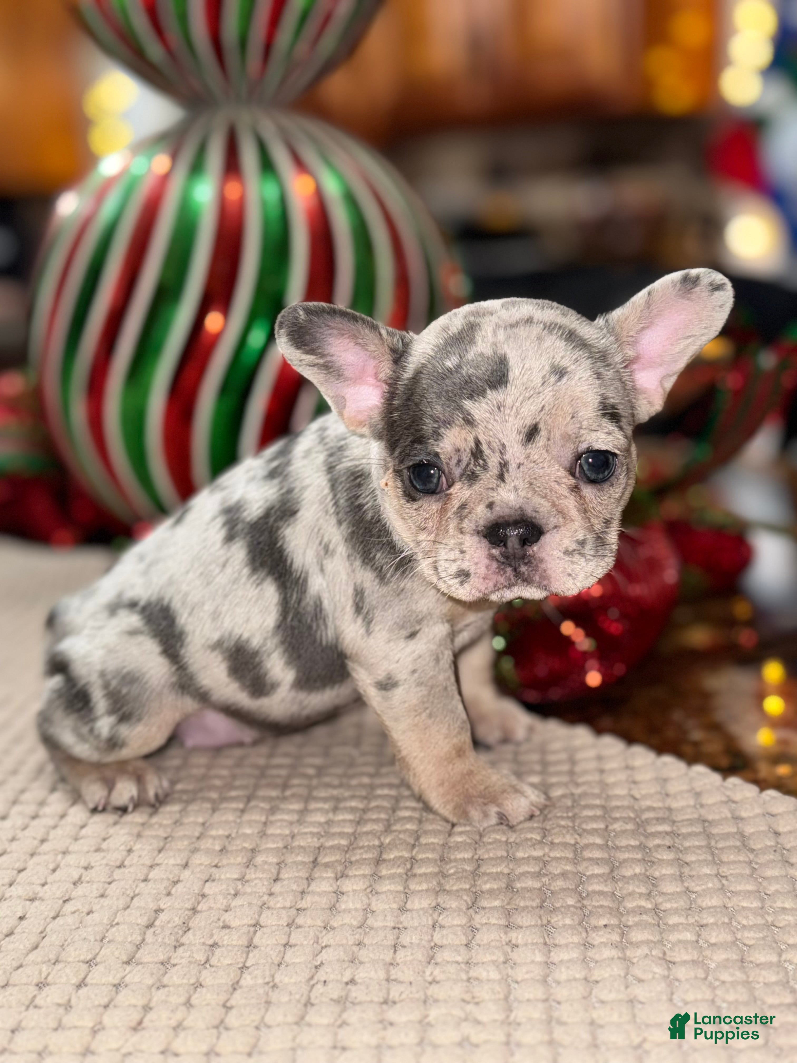 French Bulldog dogs  Tootsie - Ad 5