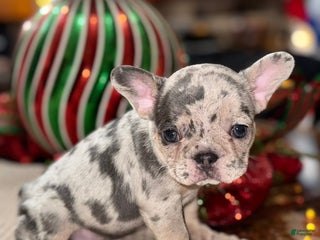 French Bulldog dogs Tootsie - Ad 14