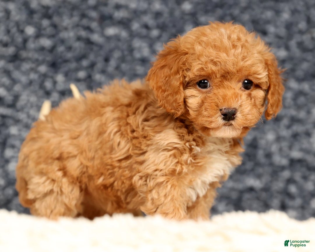 Havapoo dogs for sale: Elsie - Ad 7